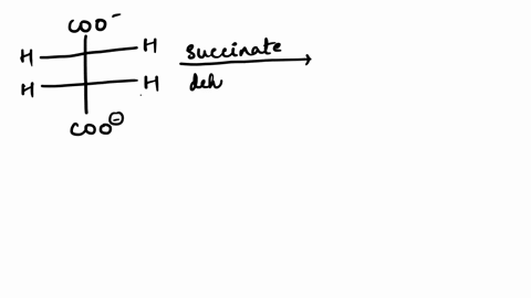 the-enzyme-succinate-dehydrogenase-catalyzes-the-oxidation-of-succinate-what-is-the-product-of-this-reaction-oxaloacetate-malate-citrate-none-of-the-choices-are-correct-fumcrate-in-oxidative-09627