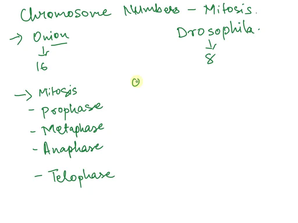 SOLVED 1.) How many chromosomes are there in each stage of mitosis in