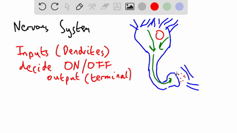 how-does-the-nervous-system-works