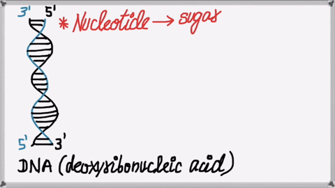 all-of-the-following-are-true-of-dna-except-dna-double-helix-that-consists-of-two-antiparallel-strands-dna-polymer-of-nucleotides-dna-has-sugar-p-sugar-p-backbone-dna-contains-the-nitrogenou-42391
