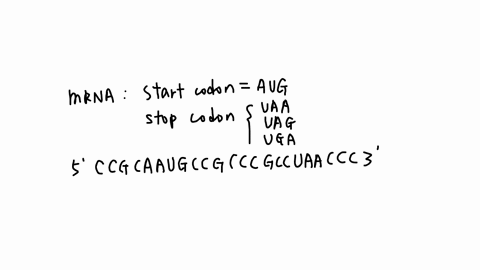 q56-suppose-you-inject-a-molecule-of-mrna-consisting-only-of-several-hundred-a-adenosine-nucleotides-into-a-cell-would-this-mrna-be-translated-why-or-why-not-no-because-translating-it-would-not-produc
