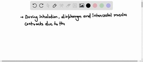 question-13-during-inhalation-typical-human-lungs-will-a-contract-b-expand-c-collapse-0-d-have-alr-forced-into-them-via-a-gulpingswallowing-motion-o-e-vasoconstrict-12502