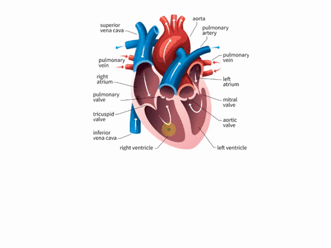 the-right-side-of-the-heart-pumps-deoxygenated-blood-into-submit-request-answer-51547