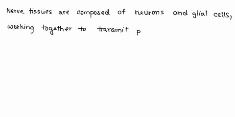 what-are-nerve-tissues-composed-of-what-are-the-functions-of-these-tissues-89829