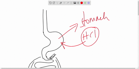 if-you-were-designing-a-study-of-human-digestion-and-you-decided-to-add-a-chemical-which-would-become-visible-in-the-target-area-for-antacids-where-would-the-chemical-become-visible-multiple-07525