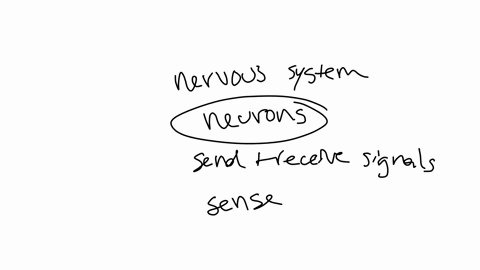 what-is-the-primary-function-of-the-nervous-system