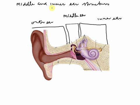 Label the middle and inner ear structures of the ear by clicking and ...