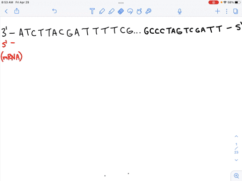 transcription-the-sequence-below-represents-a-gene-being-transcribed-if-this-is-the-template-strand-what-is-the-nucleotide-sequence-of-the-primary-transcript-hint-remember-it-is-made-of-rna-47305