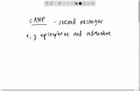 epinephrine-initiates-a-signal-transduction-pathway-that-involves-production-of-cyclic-amp-camp-and-leads-t0-the-breakdown-of-glycogen-t0-glucose-a-major-energy-source-for-cells-but-glycogen-87083