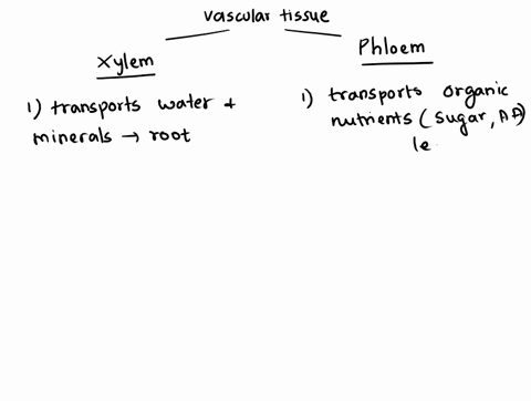 what-is-difference-between-transport-of-material-in-xylem-and-phloem-10074
