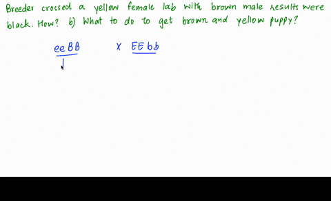 geneticsno-google-answer-please-labrador-retriever-breeder-tried-to-get-brown-and-yellow-puppies-she-crossed-a-yellow-female-lab-with-a-brown-male-to-her-surprise-all-the-puppies-came-out-bl-99494