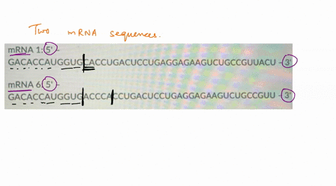 question-5-02-points-compare-the-two-mrnas-does-the-second-sequence-differ-from-the-mrna-1-sequence-mrna-1-5-gacaccauggugcaccugacuccugaggagaagucugccguuacu-mrna-6-5-gacaccauggugacccaccugacucc-24417
