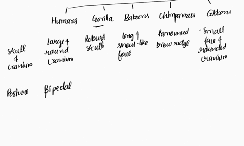 how-do-humans-gorilla-baboon-chimpanzees-and-gibbons-differ-and-similar-in-bone-structures-highlight-the-unique-bones-structures-observed-in-each-species-relate-these-with-how-they-move-beha-93191