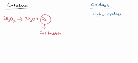 b-suppose-you-performed-oxidase-and-catalase-tests-on-the-following-organisms-and-obtained-these-results-organism-appearance-after-adding-oxidrop-e-coli-no-change-pseudomonas-aeruginosa-purp-95572
