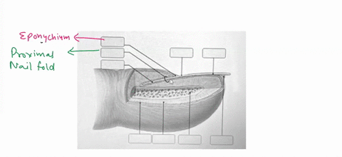 drag-the-labels-onto-the-image-to-identify-the-structure-of-a-nail-1-093modules-masteringaandpmastering-course-home-click-herefor-homeworkand-tests-ch-o5hw-art-labeling-activity-the-structur-28098