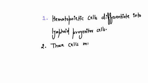 place-the-phases-of-t-cell-maturation-in-order-from-differentiation-of-precursor-cells-in-the-bone-marrow-to-the-establishment-of-mature-t-cells-1-bone-marrow-precursor-cells-lastly-immunoco-01932