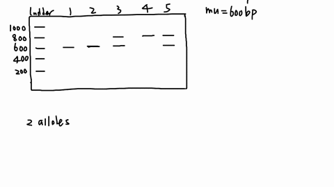 below-is-the-gel-from-pcr-of-gene-y-for-individuals-the-pcr-product-for-the-wildtype-allele-is-800-base-pairs-the-pcr-product-for-the-mutant-allele-is-600-base-pairs-the-ladder-has-bands-for-45616