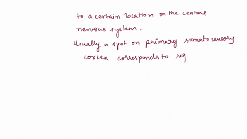 describe-the-somatotopy-of-the-primary-motor-cortex-and-primary-sensory-cortex-85703