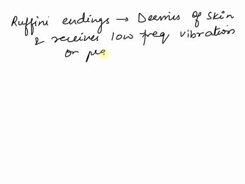question3-temperature-receptors-in-the-skin-are-aruffini-endings-bmerkel-disks-cfree-nerve-endings-dkrause-end-bulbs-72327