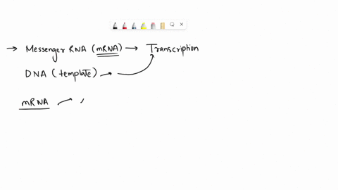 what-is-the-complementary-messenger-rna-sequence-for-the-dna-sequence-shown-below-caaggt-32493