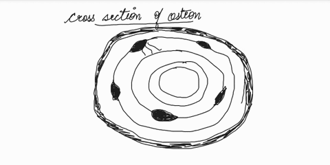 sketch-a-cross-section-of-an-osteon-and-label-its-major-parts-84457