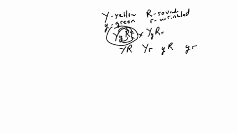 dihybrid-crosses-looking-at-2-genes-on-1-punnett-square-now-lets-look-at-more-than-one-gene-at-the-same-time-and-calculate-the-ratios-for-phenotypes-and-genotypes-possible-in-pea-plants-yell-09694