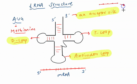 the-genetic-code-is-read-in-groups-of-three-nucleotides_-called-codons-in-mrna-that-specifies-for-particular-amino-acid-trna-molecules-act-as-the-amino-acid-carriers-that-by-correctly-pairin-83531