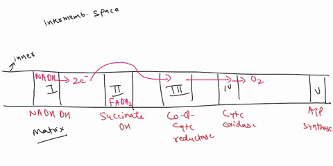 which-stage-of-cellular-respiration-produces-the-most-atp-54113