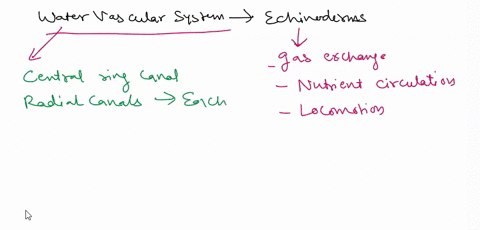 what-is-the-function-of-the-water-vascular-system-found-in-echinoderms-circulation-gas-exchange-and-movement-excretion-of-wastes-extemal-protection-feeding-and-digestion-78546