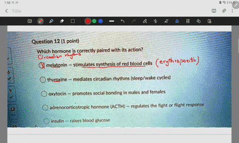 question-12-1-point-which-hormone-is-correctly-paired-with-its-action-melatonin-stimulates-synthesis-of-red-blood-cells-thyroxine-mediates-circadian-rhythms-sleepwake-cycles-oxytocin-promote-48661