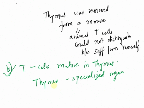 many-years-ago-biologists-discovered-that-if-the-thymus-was-removed-from-a-mouse-the-animals-t-cells-could-not-distinguish-self-from-non-self-this-is-because-a-antibodies-are-secreted-into-t-16268