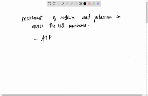 how-does-the-sodium-potassium-pump-contribute-to-the-net-negative-charge-of-the-interior-of-the-ce-2-01024
