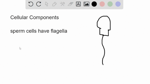 consider-the-cellular-components-microvilli-flagella-and-cilia-provide-motility-to-sperm-cell-act-as-sensory-antennae-in-many-cells-and-cell-s-surface-area-increase-26564