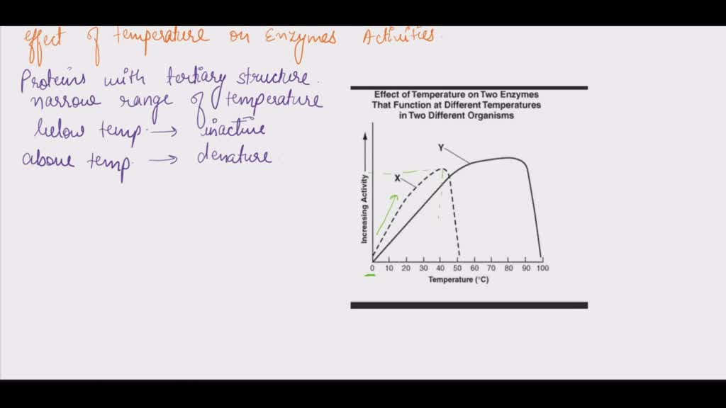 SOLVED Effect of Temperature on Two Enzymes That Function at Different