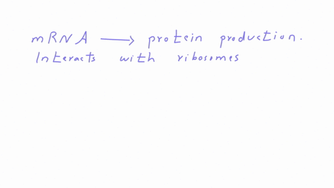which-of-the-following-types-of-rna-codes-for-a-protein-dsrna-mrna-rrna-trna-2