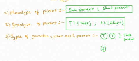 carefully-follow-each-step-to-create-punnett-square-aralysis-you-can-use-these-same-general-procedures-to-analyze-every-punnatt-square-you-dol-the-problem-in-pea-plants-height-is-coded-for-b-13765