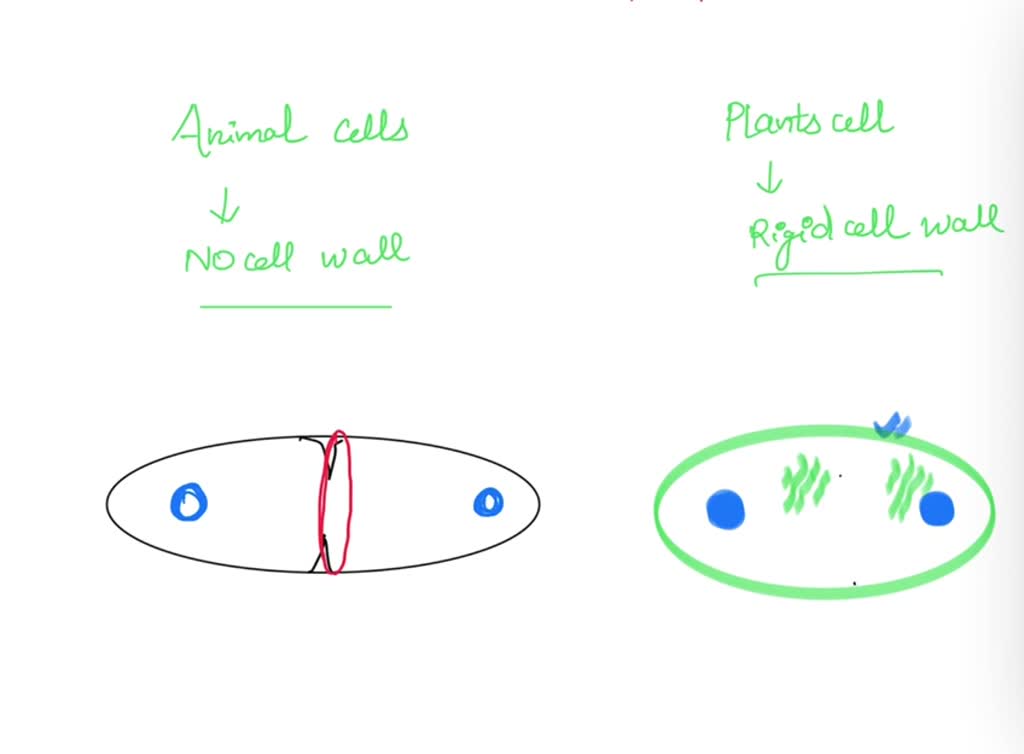 SOLVED: Cytokinesis is the physical separation of the cytoplasm into two  daughter cells that generally occurs during telophase. describe/ draw how  cytokinesis is different between animal and plants cells. why does this