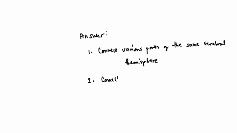 37-multiple-choice-2-points-fibers-connect-the-cerebral-hemispheres-with-lower-brain-regions-or-spinal-cord-association-commissural-projection