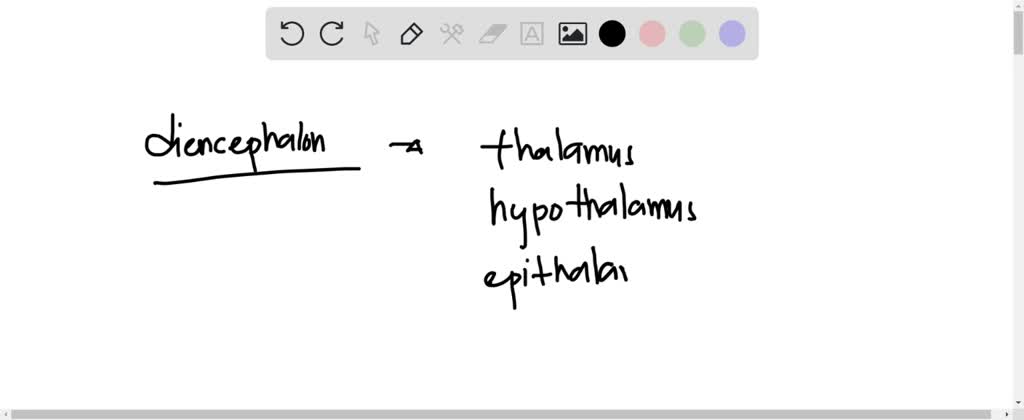 solved-which-parts-of-the-brain-make-up-the-diencephalon-limbic