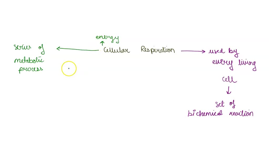 solved-which-statement-about-cellular-respiration-is-true-it-produces