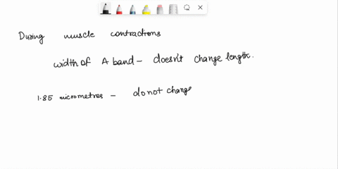 2-during-a-muscle-contraction-which-of-the-following-does-not-change-length-e-the-distance-between-z-lines-b-the-width-ofi-bands-c-the-width-of-a-bands-d-none-of-the-above-8-05565