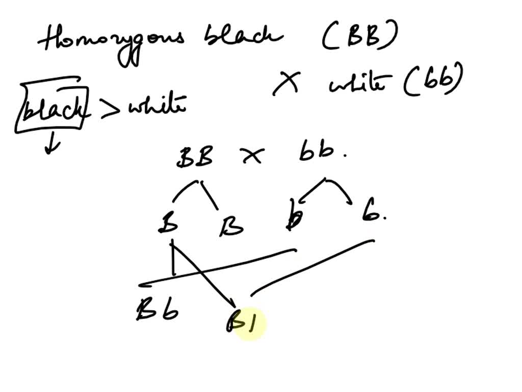 SOLVED: In Guinea Pigs, B = Black And B = White. What Are The Chances ...