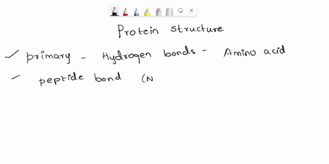 which-of-the-following-levels-of-protein-structure-may-be-affected-by-hydrogen-bonding-a-primary-and-63777