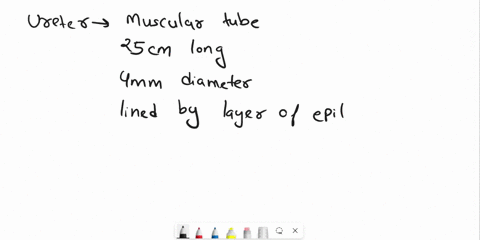 the-ureter-transports-the-urine-to-the-urinary-bladder-a-true-b-false-64886