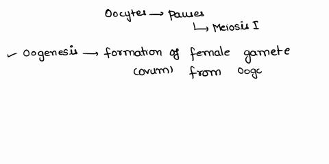 oocytes-pause-during-meiosis-i-then-every-month-or-so-one-will-complete-it-forming-a-o-secondary-tertiarybegin-meiosis-il-but-not-complete-it-untilfter-fertization-primordialprimarybegin-mei-84352