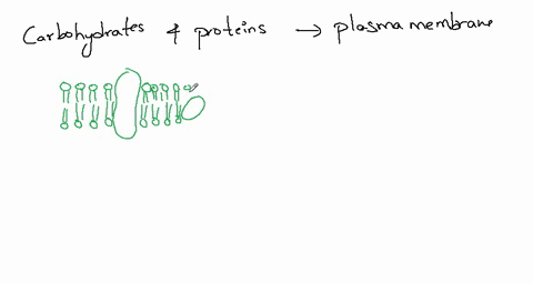 describe-how-carbohydrates-and-proteins-are-distributed-in-a-cell-membrane-and-explain-their-functions-23646