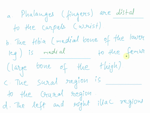 4-fill-in-the-blanks-with-the-correct-anatomical-direction-a-phalanges-fingers-are-________________-to-the-carpals-wrist-b-the-tibia-medial-bone-of-the-lower-leg-is-________________-to-the-f-62214