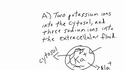 resting-membrane-potential-is-maintained-by-the-sodium-potassium-ion-pump-or-nak-atpase-which-brings-a-two-potassium-ions-into-the-cytosol-and-three-sodium-ions-into-the-extracellular-fluid-b-two-pota