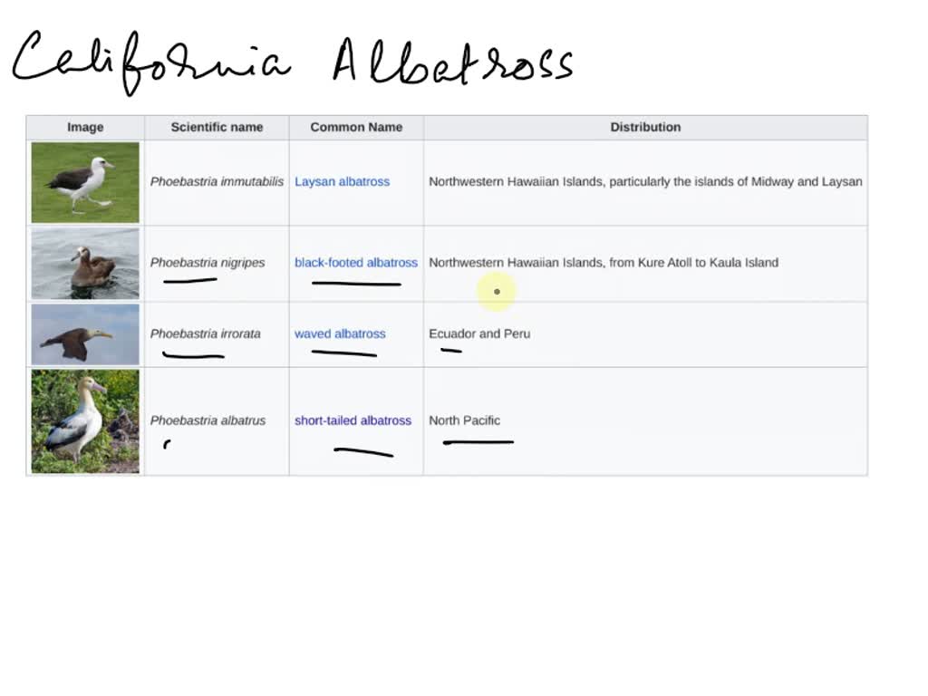 California Albatrosses Organism Common name Scientific name A 