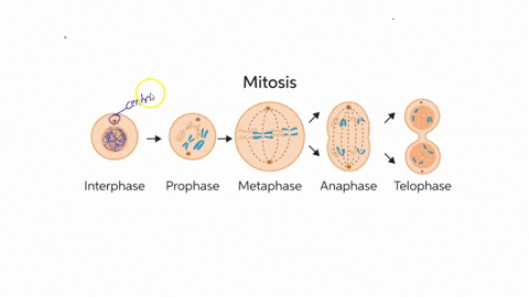 in-an-animal-cell-at-mitotic-metaphase-you-would-expect-to-find-a-two-pairs-of-centrioles-located-5-82285